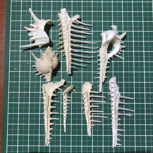 ホネガイ
