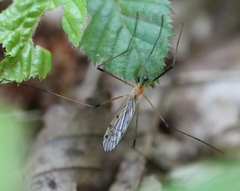 Limonia nigropunctata