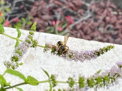 Anthidium florentinum