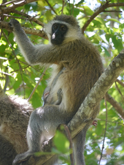 Chlorocebus aethiops