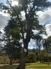 Cedrela angustifolia