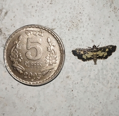 Eurrhyparodes bracteolalis