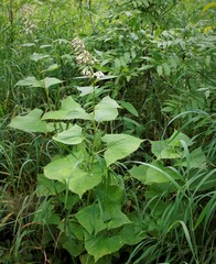 Parasenecio kamtschaticus