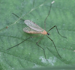Limonia phragmitidis