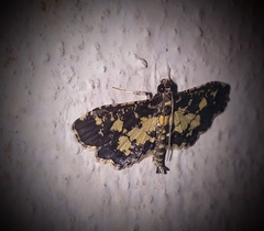 Eurrhyparodes bracteolalis