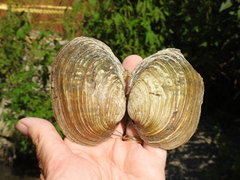 Ortmanniana ligamentina