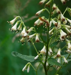 Parasenecio kamtschaticus