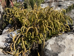 Phlegmariurus gnidioides