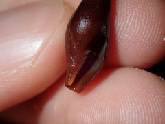 Isara carbonaria