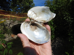 Ortmanniana ligamentina