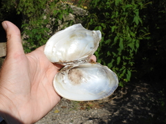 Ortmanniana ligamentina