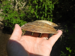 Ortmanniana ligamentina