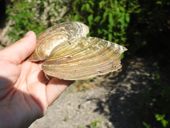 Ortmanniana ligamentina