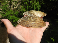 Ortmanniana ligamentina