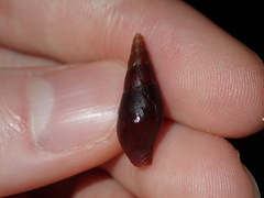 Isara carbonaria