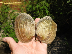 Ortmanniana ligamentina