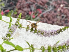 Anthidium florentinum