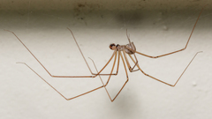 Physocyclus