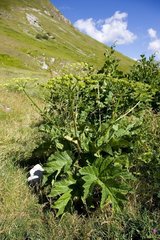 Heracleum sphondylium orsinii