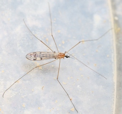 Neolimonia dumetorum