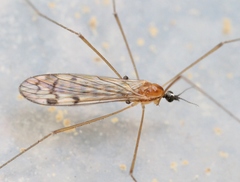 Neolimonia dumetorum
