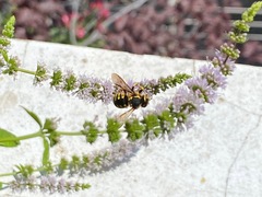 Anthidium florentinum