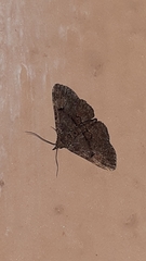 Lepidoptera