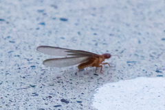 Zootermopsis nevadensis