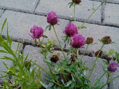 Trifolium pratense