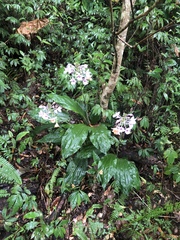 Calanthe masuca