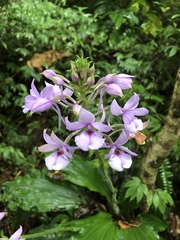 Calanthe masuca