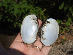 Ortmanniana ligamentina