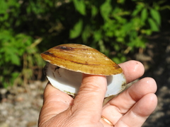 Ortmanniana ligamentina