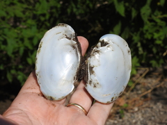 Ortmanniana ligamentina