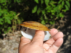 Ortmanniana ligamentina