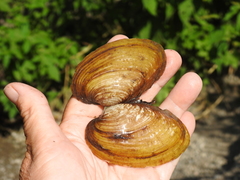 Ortmanniana ligamentina