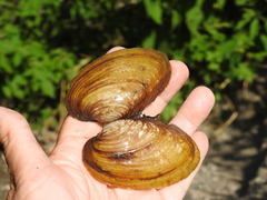 Ortmanniana ligamentina