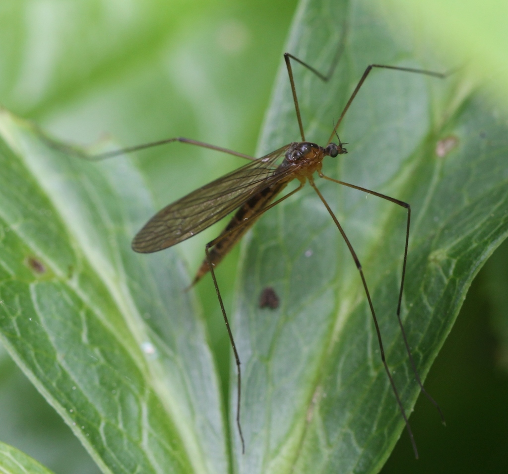 Pilaria discicollis