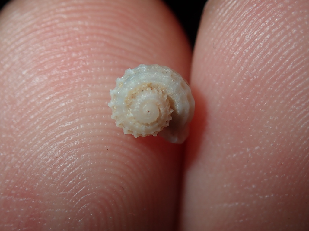 Austroliotia botanica