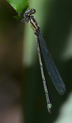 Enallagma cardenium