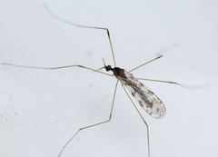Rhipidia maculata