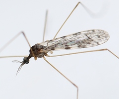 Rhipidia maculata