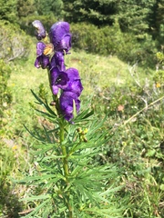 Aconitum tauricum