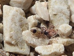 Orchesella pannonica