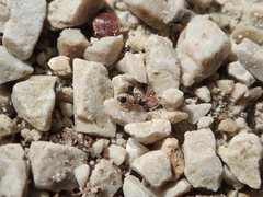 Orchesella pannonica