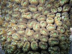 Caulastraea furcata