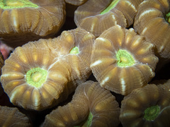 Caulastraea furcata