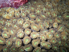 Caulastraea furcata