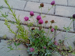 Trifolium pratense