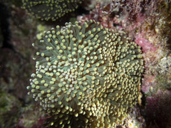 Euphyllia cristata
